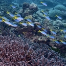 School of blue and yellow fusiliers (Caesio teres).