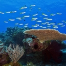 School of blue and yellow fusiliers (Caesio teres) swimming over the top of a plating coral.