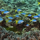 School of blue and yellow fusiliers (Caesio teres).