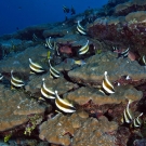 School of pennant bannerfish (Heniochus chrysostomus).