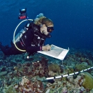 Grace Frank conducting coral survey.