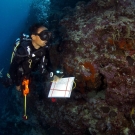 LOF Fellow, Badi Samaniego, conducting reef fish survey.