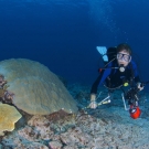 Chief Scientist Andrew Bruckner surveying corals.