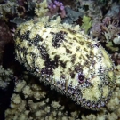 Sculptured slipper lobster (Parribacus antarcticus).