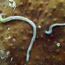 This worm-like creature is actually a sea cucumber (Synaptula lamperti).