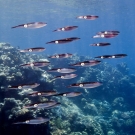 Shoal of bigfin reef squid (Sepioteuthis lessoniana).