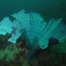 Side view of a lue elephant ear sponge.