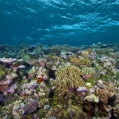 Coral reef at 2-4 meters depth.