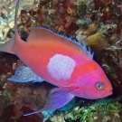 Squarespot Anthias (Pseudanthias pleurotaenia).