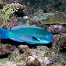 Steephead parrotfish (Chlorurus microrhinos).