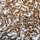 Close-up view of Symphyllia coral.