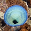 Top view of a lue elephant ear sponge.