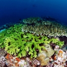 Here is a photo of two different ‘Acropora’ species.