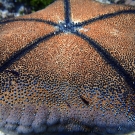 This is the underside of a cushion star (Culcita novaeguineae).