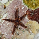 Unidentified sea star.