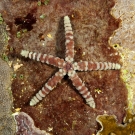 Warty sea stars (Echinaster callosus) are named after the large round bumps that cover their arms.