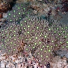 Xenia soft coral.