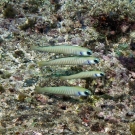 Zebra dartfish (Ptereleotris zebra) aggregating on bottom.