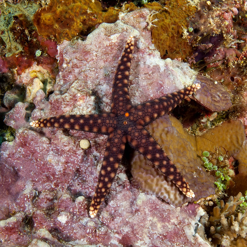 Warty sea star (Echinaster callosus).