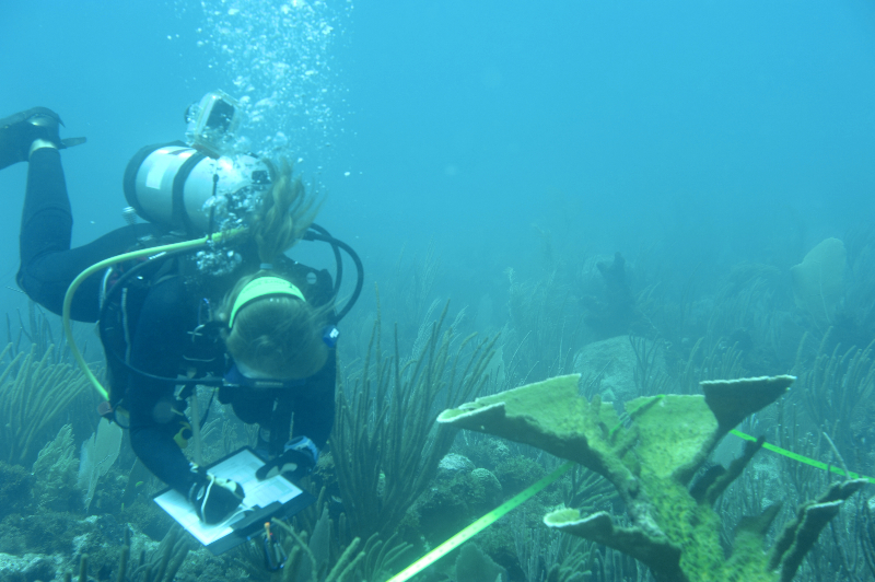 Amanda Williams taking notes about Elkhorn coral in a phototransect.