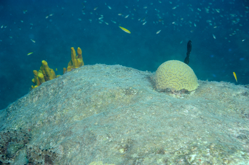 Grooved brain coral with yellow tube sponge  and juvenile bluehead.