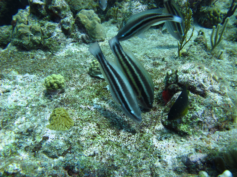 Juvenile Princess Parrotfish