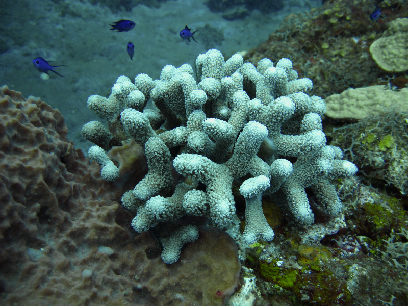 Finger coral