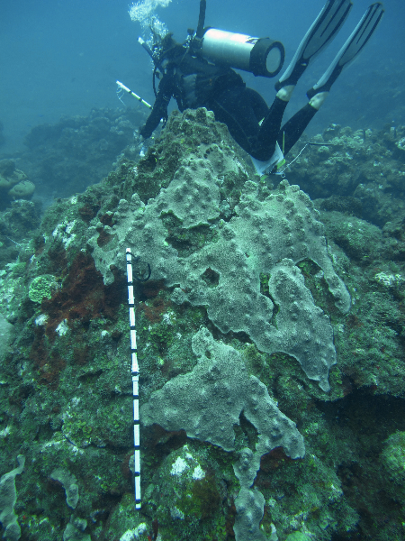 Scientific diver conducting a survey.