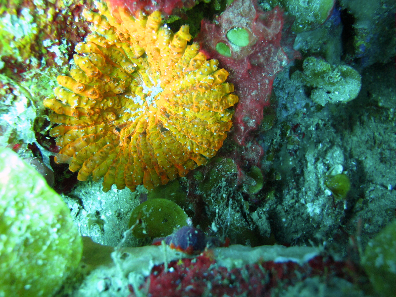 Artichoke Coral