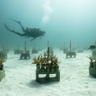 Scientific diver swims over a staghorn coral nursery.