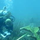 Amanda Williams taking notes about Elkhorn coral in a phototransect.