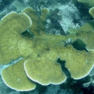 Elkhorn Coral