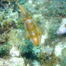 Caribbean Reef Squid