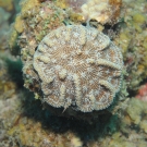 Ridged cactus coral