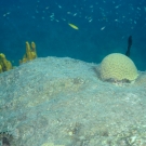 Grooved brain coral with yellow tube sponge  and juvenile bluehead.