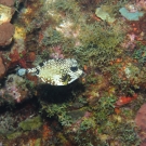 Smooth Trunkfish