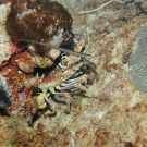 Caribbean Spiny Lobster