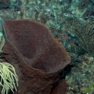 Brown Bowl Sponge