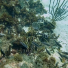 Juvenile and Initial Phase stripped parrotfish.