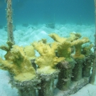 Elkhorn coral in a nursery.