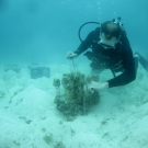 Scientific diver tending elkhorn coral in a nursery.