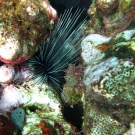 Long-Spined Urchin