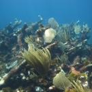 Dead elkhorn coral skeletons with soft corals growing.