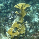 Elkhorn Coral