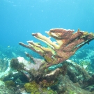 Elkhorn Coral