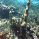 Pillar Coral