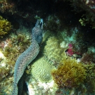 Spotted Moray