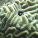 Rose coral with darkheaded blenny.