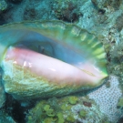 Queen Conch