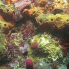 Yellow tube sponge surrounding lettuce coral with a christmas tree worm.